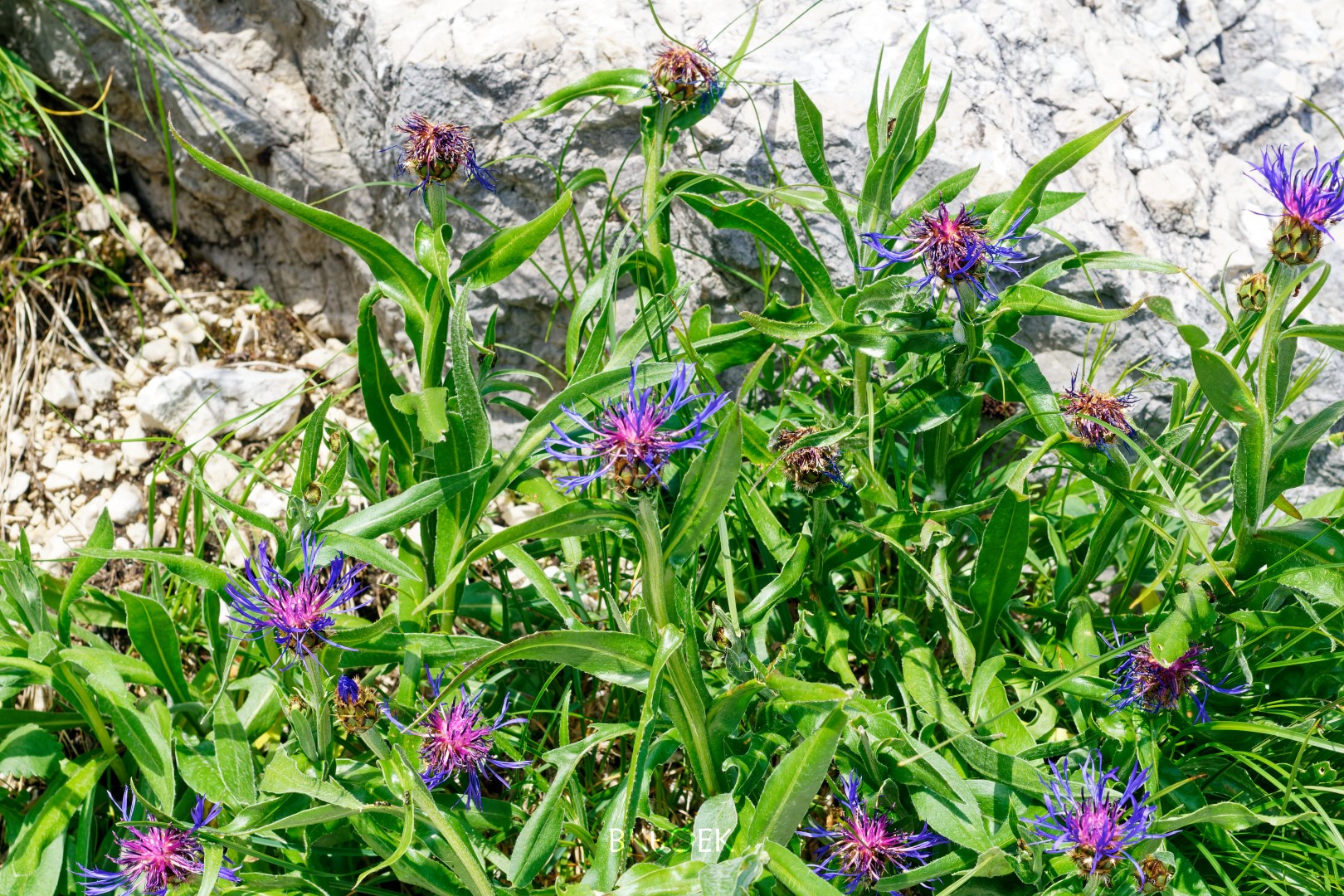 Centaurea triumfettii, 