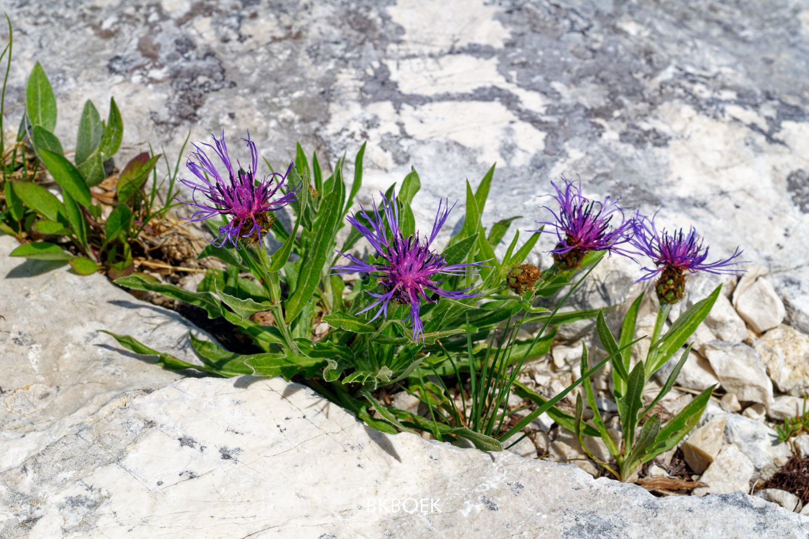 Centaurea triumfettii