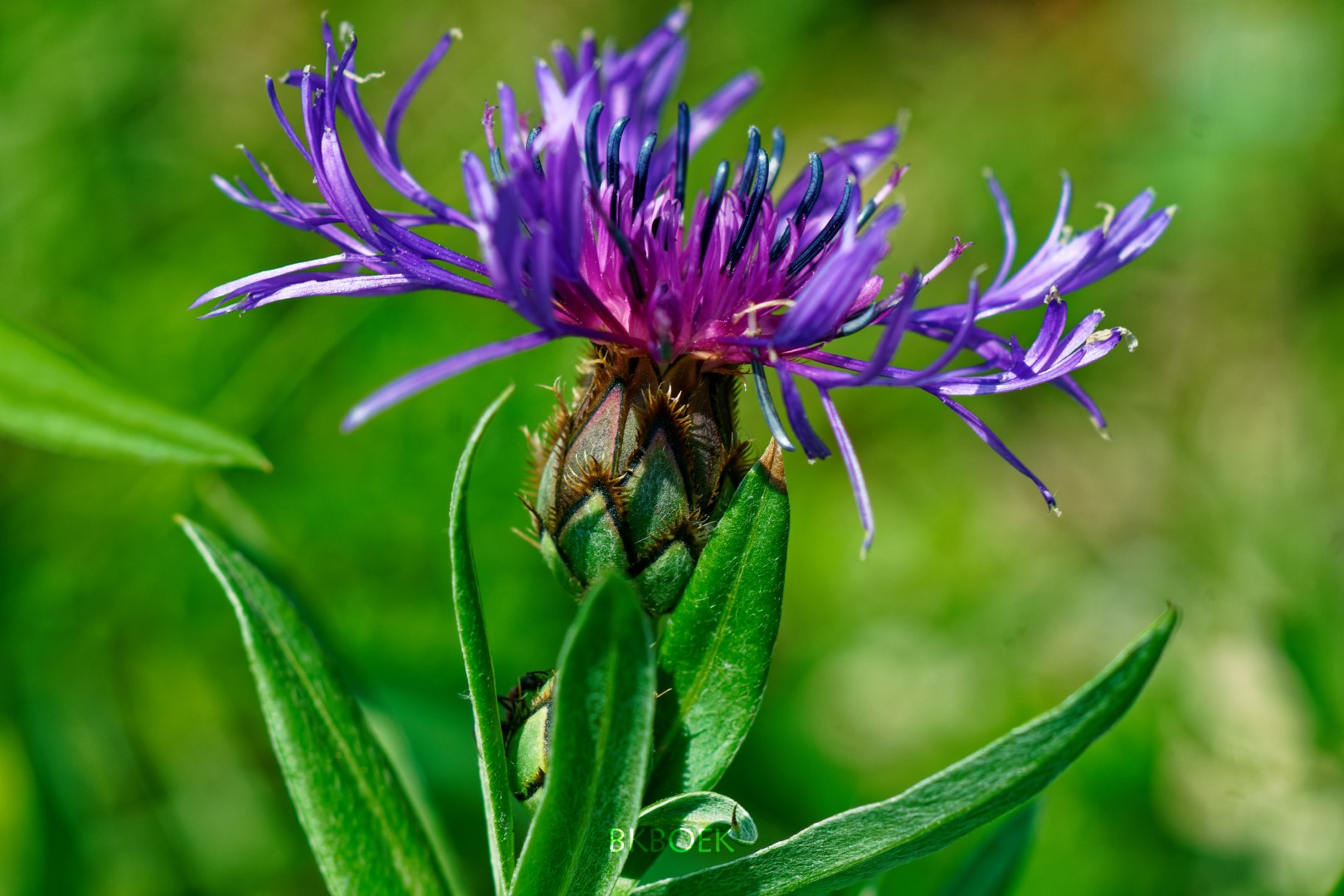 Centaurea triumfettii